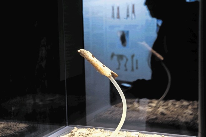 Neandertalčeva piščal, ki jo je leta 1995 arheolog Ivan Turk našel v jami Divje babe pod Šebreljami, že četrt stoletja vzbuja...