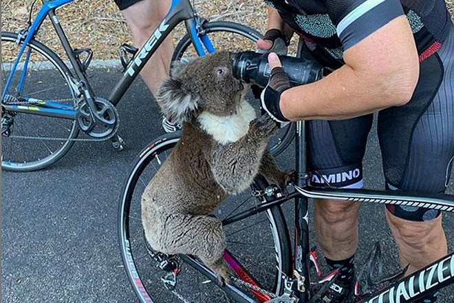 #video Žejna koala sredi ceste ustavila kolesarje