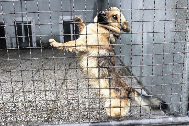 Vlada s predlogom  novele zakona o zaščiti živali prepoveduje usmrtitev zdravih živali v zavetiščih, če  v tridesetih dneh...