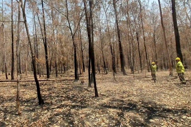 Dež na območja požarov v Avstraliji prinesel nekaj olajšanja