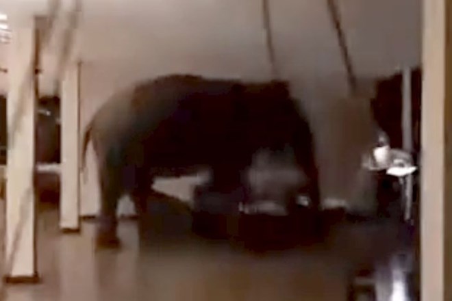 #video Divji slon med sprehodom po hotelu na laž postavil slovenski frazi
