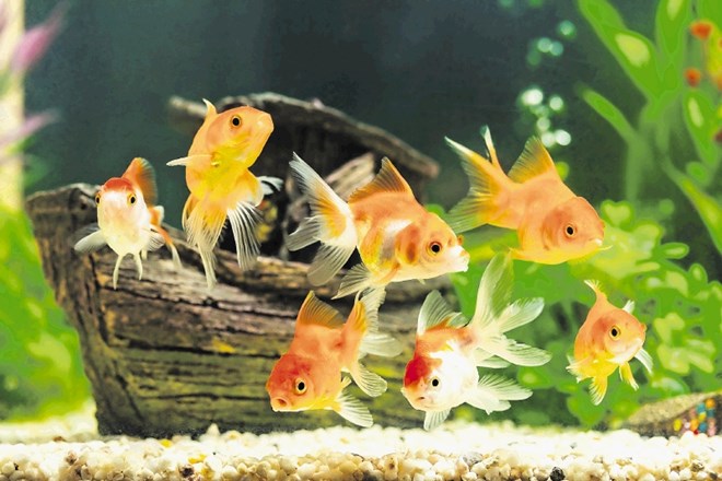 Za jato treh odraslih zlatih ribic potrebujemo najmanj 150- do 200-litrski akvarij.
