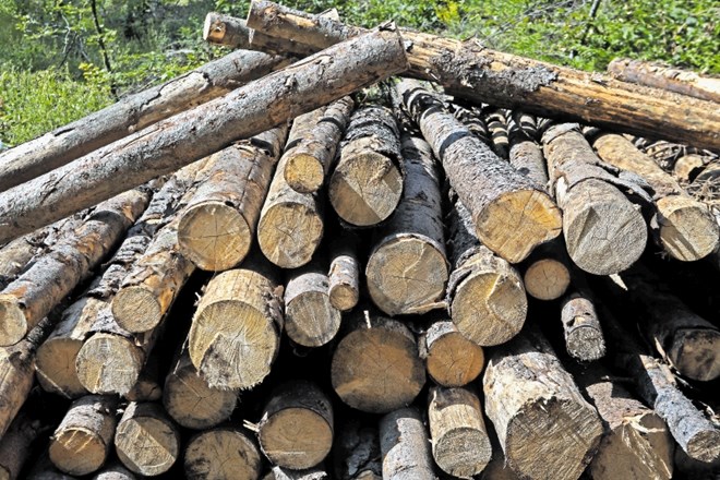 Žaga, ki jo na Gomilskem načrtuje škotska družba BSW Timber, bi omogočala letni razrez 300.000 kubičnih metrov lesa in bi...