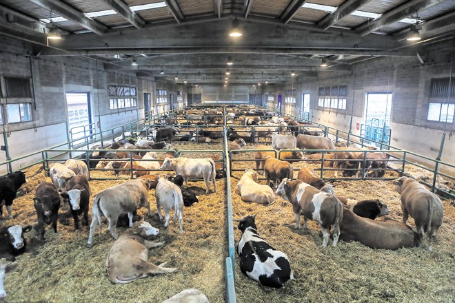 Agrarni ekonomist Aleš Kuhar vladi predlaga, naj v Luki Koper, kjer je največji hlev v državi, začne prek pitane govedi...