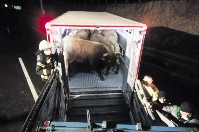 Postojnski gasilci so ponoči z avtoceste rešili 30 bikov.