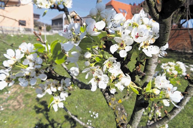 V Posavju skoraj popolna pozeba koščičarjev, pri jablanah poškodovana več kot polovica cvetov