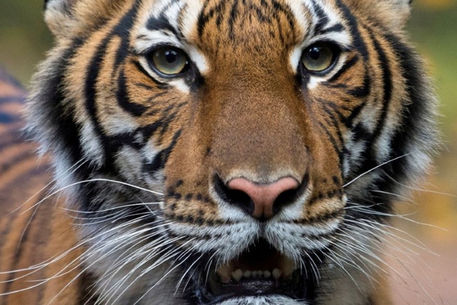 V Nepalu tigra opazili na 2500 metrih nadmorske višine 