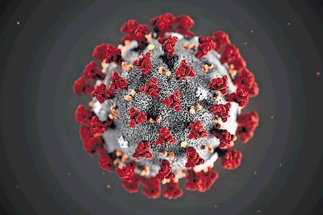 Beljakovinske konice (rdeče in oranžno) virusa sars-CoV-2 se na celice priklopijo prek beljakovinskega receptorja AEC2.