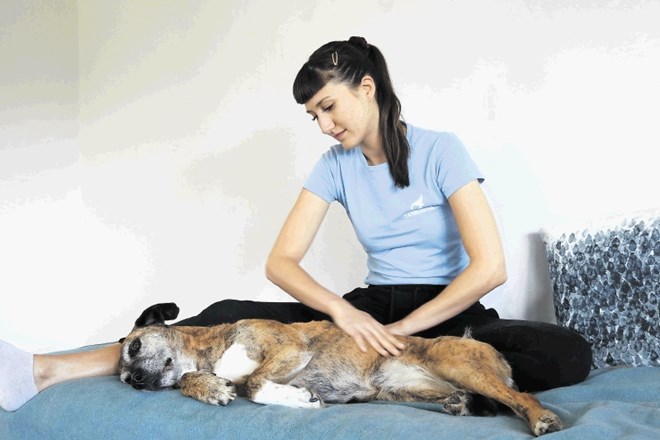 Urška Petrovič  z lastnikom psa po potrebi prilagodi tudi življenjsko okolje psa, da telesu omogočijo hitrejše okrevanje in...