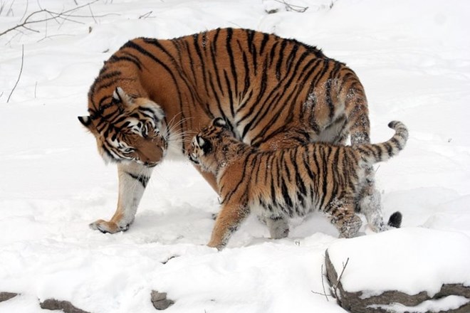 Sibirskemu tigru grozi izumrtje.