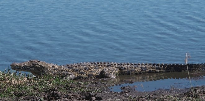 Nilski krokodil lahko zraste do šest metrov.