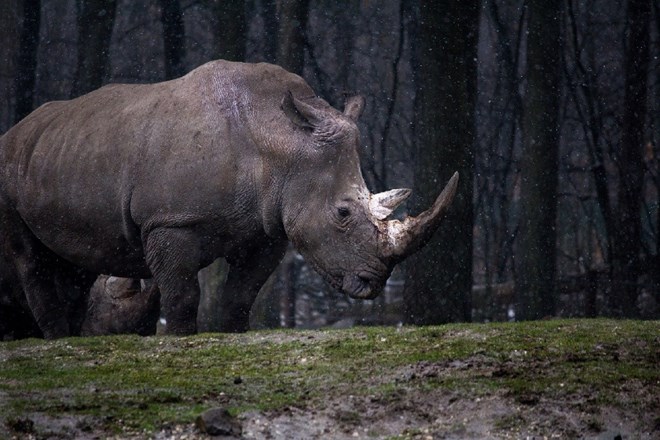 V nepalskem nacionalnem parku preveč nosorogov