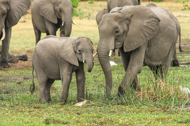V Bocvani skrivnostni pogini slonov