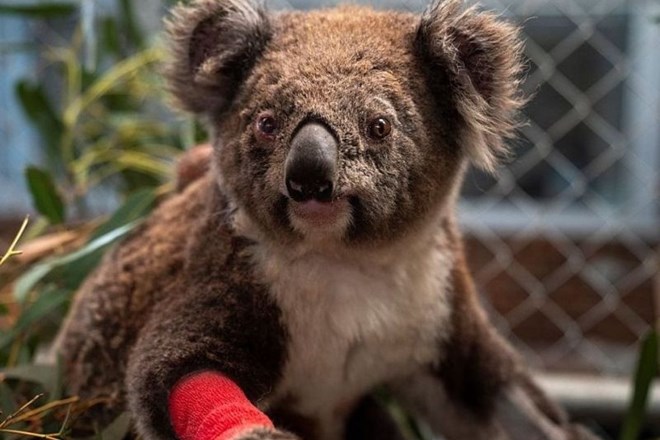 Koalam do leta 2050 v Novem Južnem Walesu grozi izumrtje