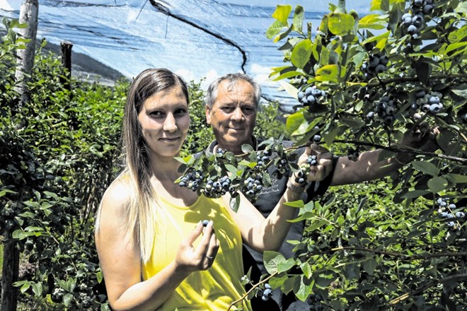 Jože in Anja Pirc sta nabrala nekaj prvih letošnjih borovnic.