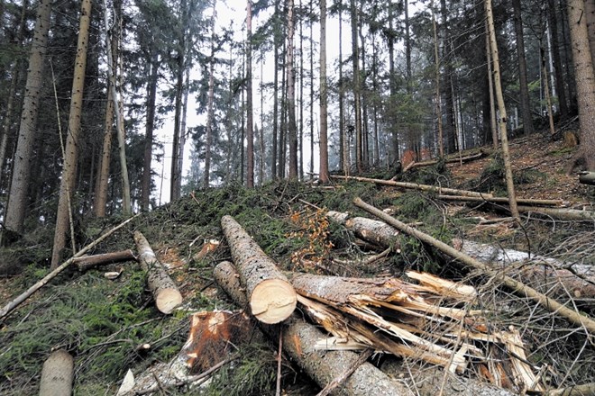 Študija o trajnostnem preboju na področju lesnopredelovalne industrije, ki jo na gospodarskem ministrstvu še končujejo, je že...