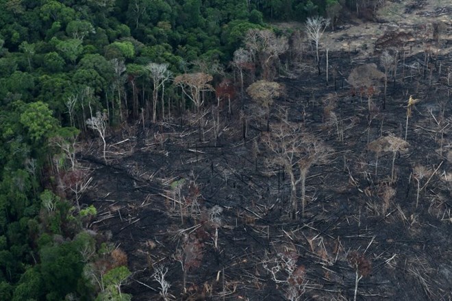 Kolumbija lani izgubila gozd v velikosti skoraj desetine Slovenije