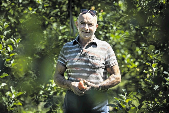 Viktor Pavlič  na skoraj devetih hektarjih zemlje prideluje osem različnih sort jabolk in hruške, kar je približno deset...