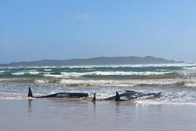 Na Tasmaniji nasedlo več kot 200 kitov