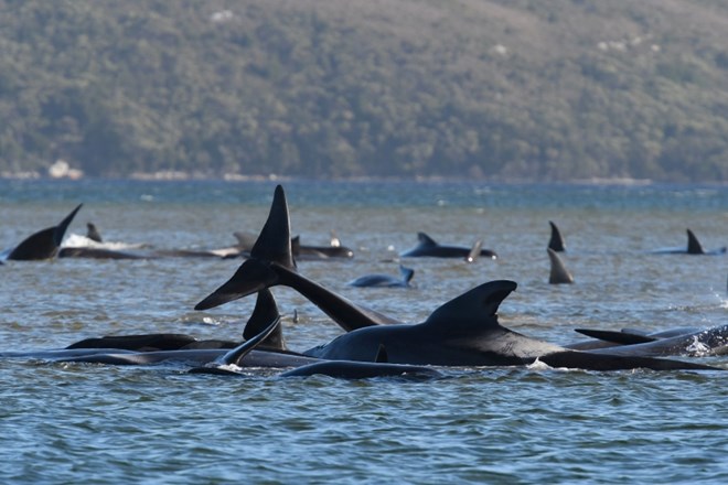 Na obali Tasmanije poginilo 90 nasedlih kitov