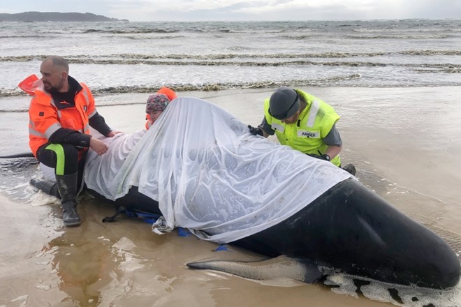 Reševalci se trudijo rešiti čim več življenj kitov.