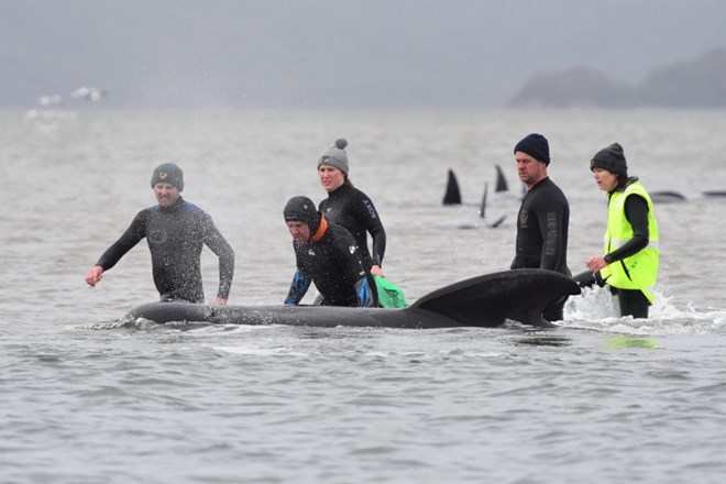 Reševalcem na Tasmaniji uspelo rešiti vsega skupaj 108 kitov 