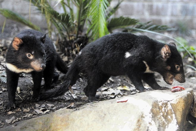 Po več tisoč letih vrnitev tasmanskega vraga v divjino
