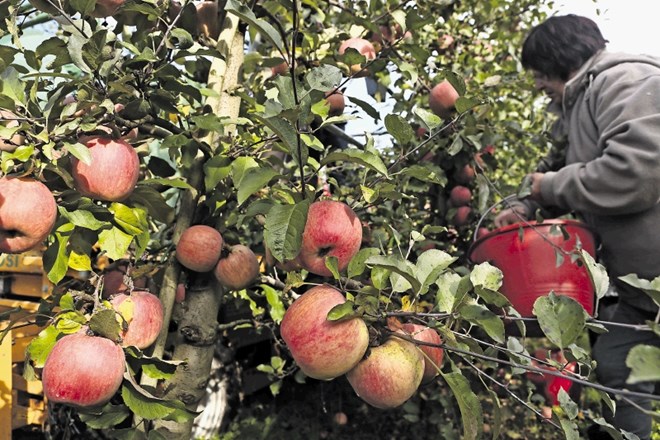 Lani smo v Sloveniji pridelali 89.000 ton sadja, od tega je bilo skoraj tri četrtine jabolk.