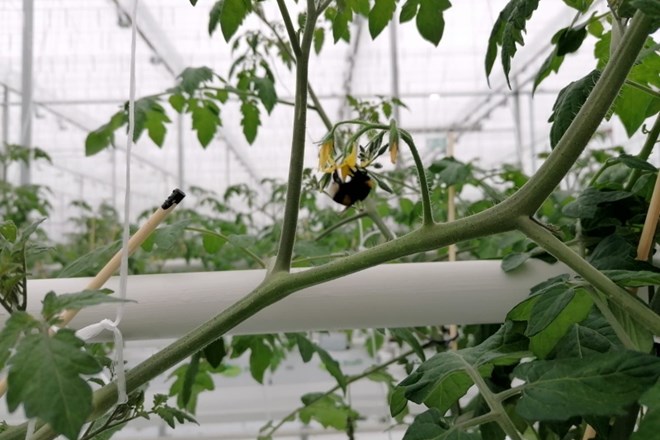 V rastlinjaku podjetja Friško, ki ga je ustanovila družba Paradajz, že cvetijo paradižniki, ki jih bodo ponudili trgu v...