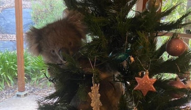 Avstralski družini McCormicks je božično drevesce za nekaj časa popestrila tudi koala.