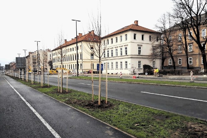 Ob Tržaški cesti bodo  zasadili 260  mladih dreves.