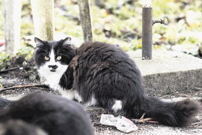 Potepuške mačke na Gvidu so vajene človeške družbe, trenutno  jih tudi ob pomoči trboveljskega Društva proti mučenju živali...