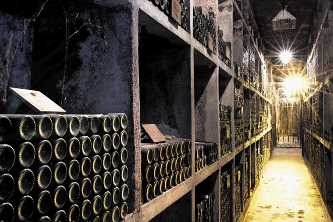 Najstarejše slovensko vino je zlata trta iz 1917