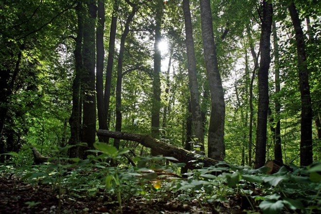 Za ureditev gozdne infrastrukture dodeljenih le 1,5 milijona evrov