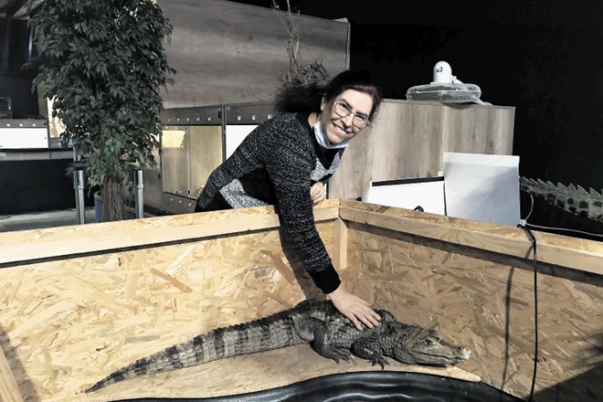 Biologinja Nika Leben, ki skupaj s prostovoljci skrbi za zavetišče z 250 eksotičnimi živalmi, želi krokodilu Karliju...