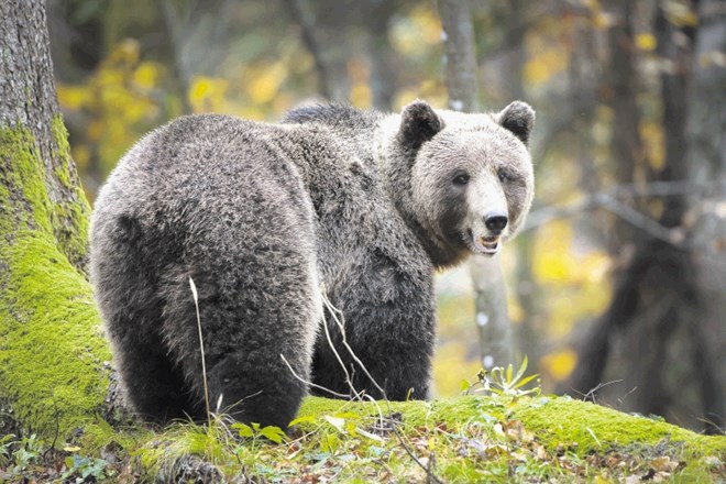 Pravni problemi odstrela medveda in volka: Medved uspešno »krade zemljo«