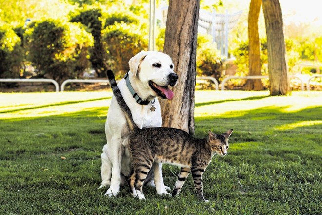 Psi in mačke  prinesejo tudi neželene obiskovalce – zajedalce, ki lahko povzročijo resne zdravstvene težave.