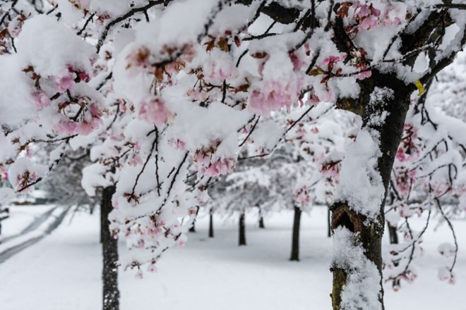Rekordno mrzlo aprilsko jutro v Sloveniji, izmerili celo -25,8 stopinje Celzija