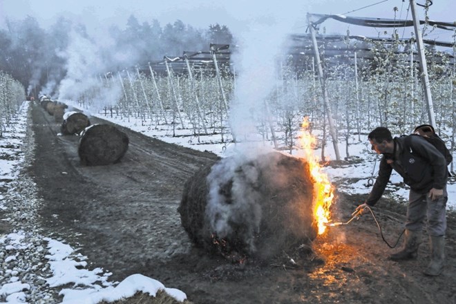 Ko se je temperatura spustila na ničlo, so v Bosteletovem sadovnjaku začeli zažigati bale in senene kocke. »Ogenj ni zaželen,...