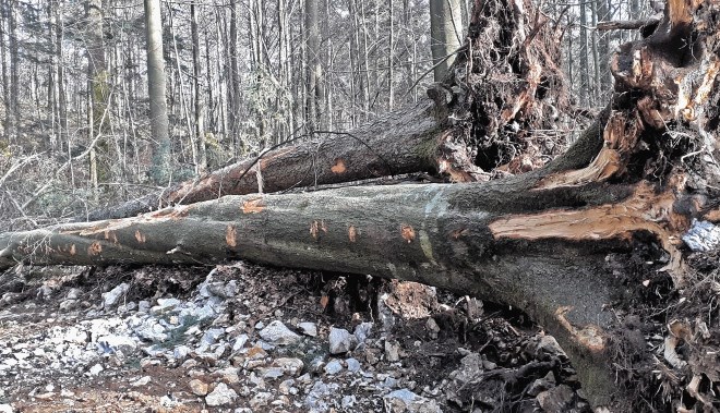 V Trnovskem gozdu posekajo okoli 70.000 bruto kubičnih metrov  na leto.