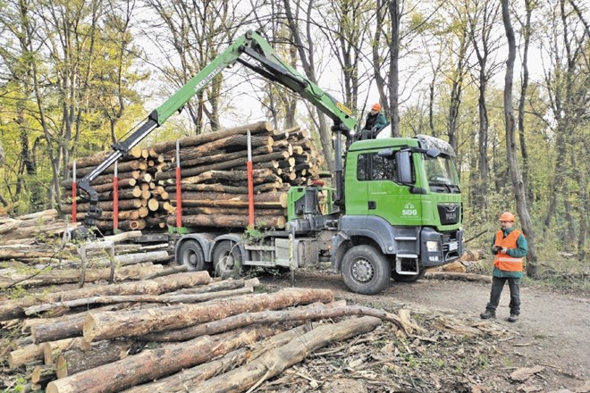 Del lesa, posekanega v državnih gozdovih, naj bi v prihodnje predelali v enem od štirih lesnih centrov, ki jih bo pomagala...