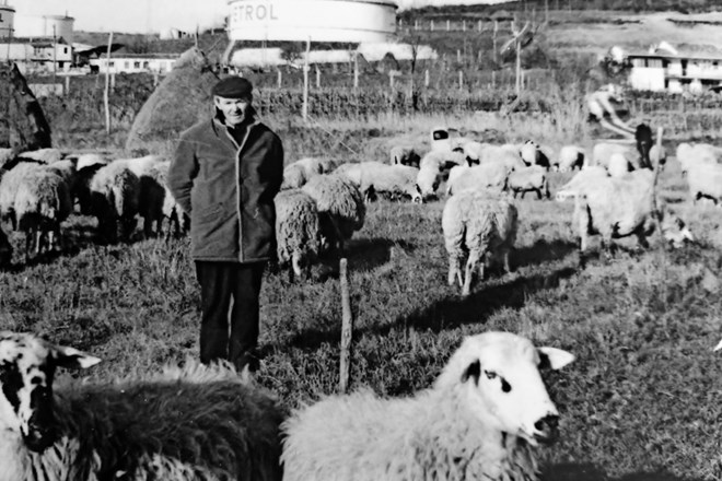 V aplikaciji Zapis spomina je mogoče najti tudi zgodbo Karla Škerjanca iz vasi Rožice, ki je ovce odvedel na pašo tudi v...