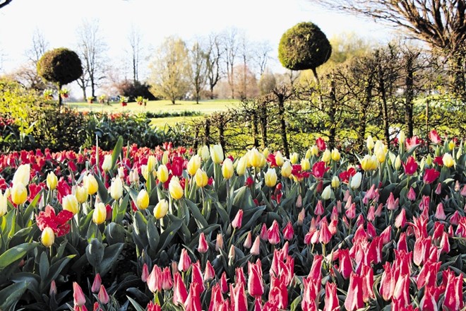 V arboretumu je na ogled dva milijona tulipanov.