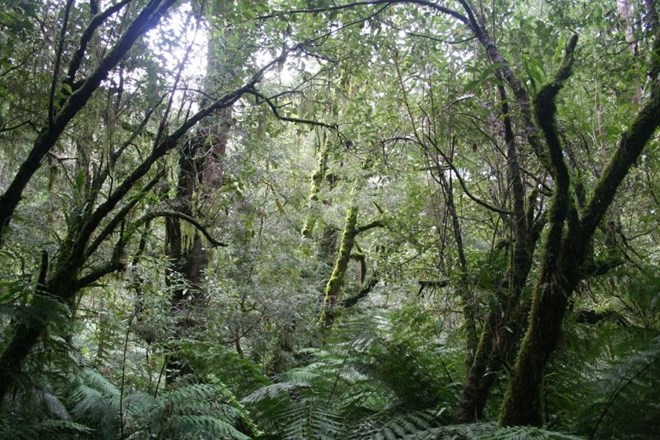 Amazonski deževni gozd je med letoma 2010 in 2019 v ozračje sprostil za kar 20 odstotkov več ogljikovega dioksida, kot ga je...