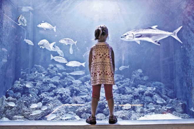 Piranski akvarij so ustanovili  leta 1964, leta 2009 pa so ga prenovili.