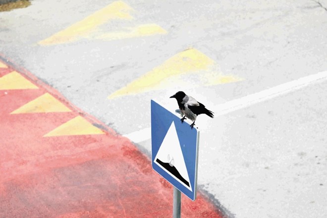 Vrane so zavzele že mnoga mesta, tudi Zagreb. Sovražno nastrojene ptice napadajo le, ko se jim zdi, da so ogroženi njihovi...