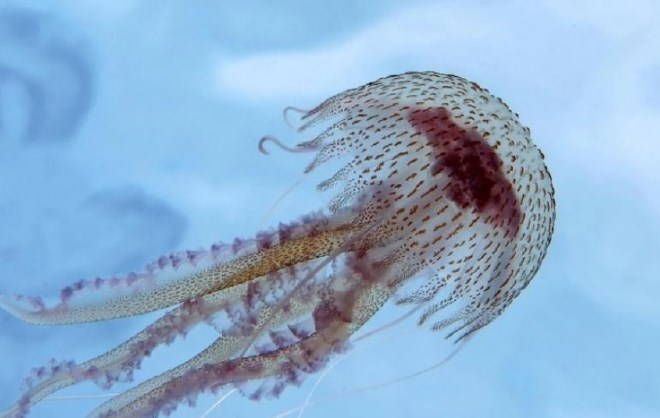 Na Jadranu opažene nevarne meduze