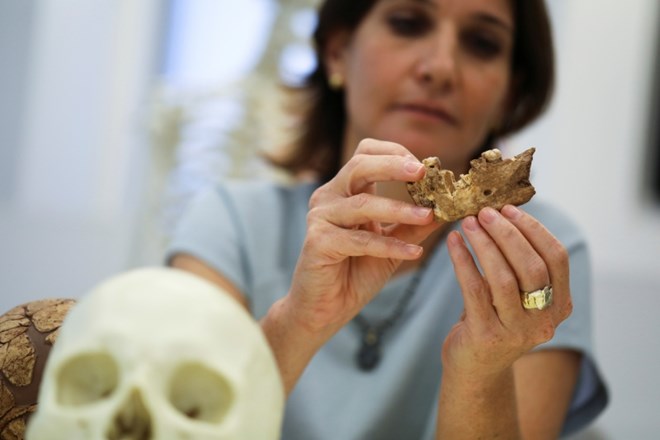V Izraelu odkrili novo vrsto zgodnjega človečnjaka
