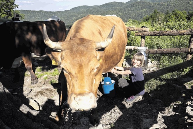 Mlajša Laura, ki je zadolžena za piščance, se odlično znajde tudi pri molži krave.