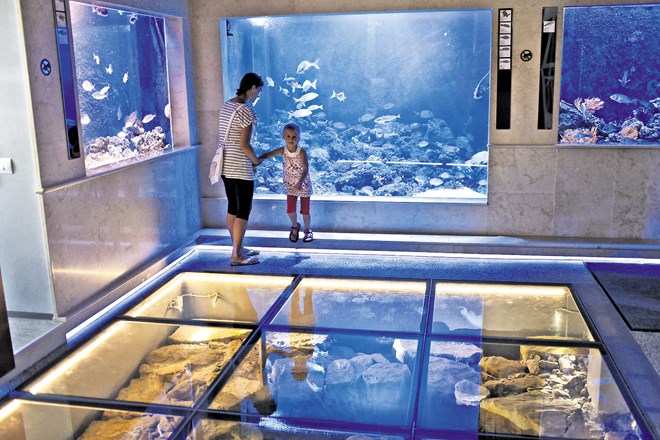 Usoda akvarija Piran: Alarm za 2000 morskih živalic